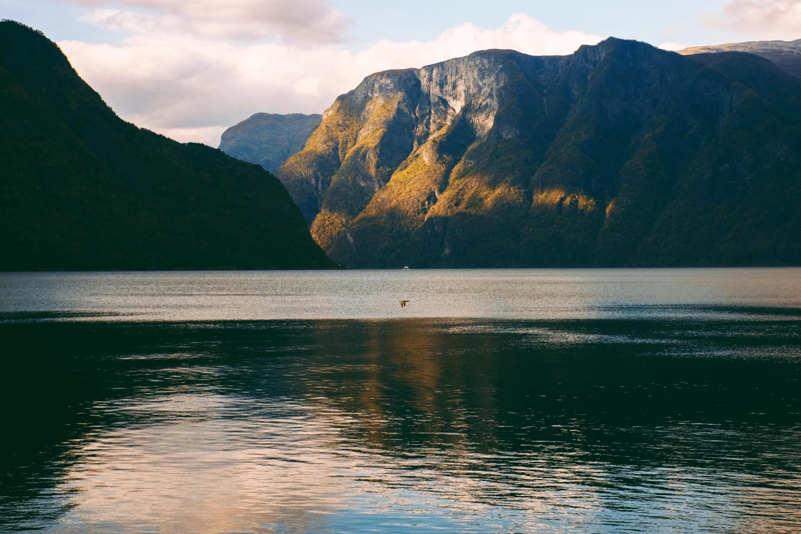 Bambi corro 5 SYF3n Ig4lc unsplash